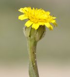 Image of taxon representative. Author is Роланд Цандекидис