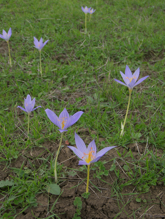 Изображение особи Crocus speciosus.