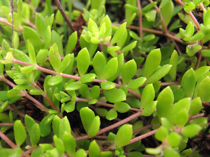 Image of Sedum sarmentosum specimen.