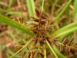 Cyperus orthostachyus. Соцветие. Приморский край, Спасский р-н, окр. с. Хвалынка. 26.08.2012.