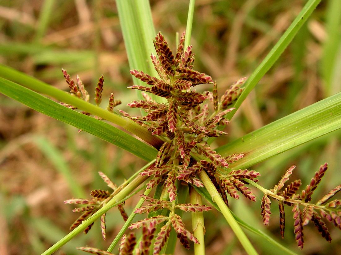Image of Cyperus orthostachyus specimen.