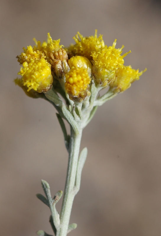 Image of Ajania fastigiata specimen.