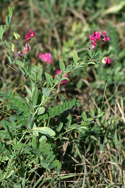 Изображение особи Lathyrus tuberosus.