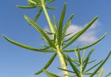 Galium verum. Часть побега. Тульская обл., Плавский р-н, окр. пос. Молочные Дворы. 01.07.2009.