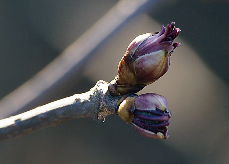 Изображение особи Sambucus sibirica.