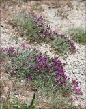 Astragalus subuliformis. Цветущие растения на каменистом склоне. Черноморское побережье Кавказа, Новороссийск, окрестности Суджукской лагуны. 3 мая 2012 г.