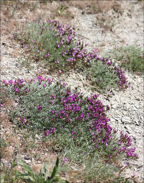 Изображение особи Astragalus subuliformis.