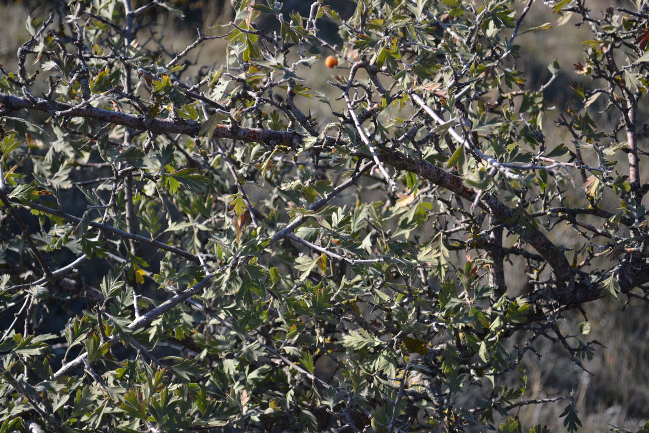 Image of Crataegus orientalis specimen.