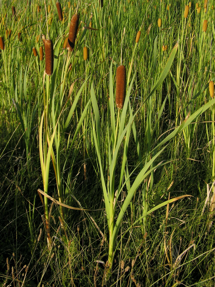 Image of Typha latifolia specimen.