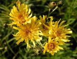 Hieracium umbellatum