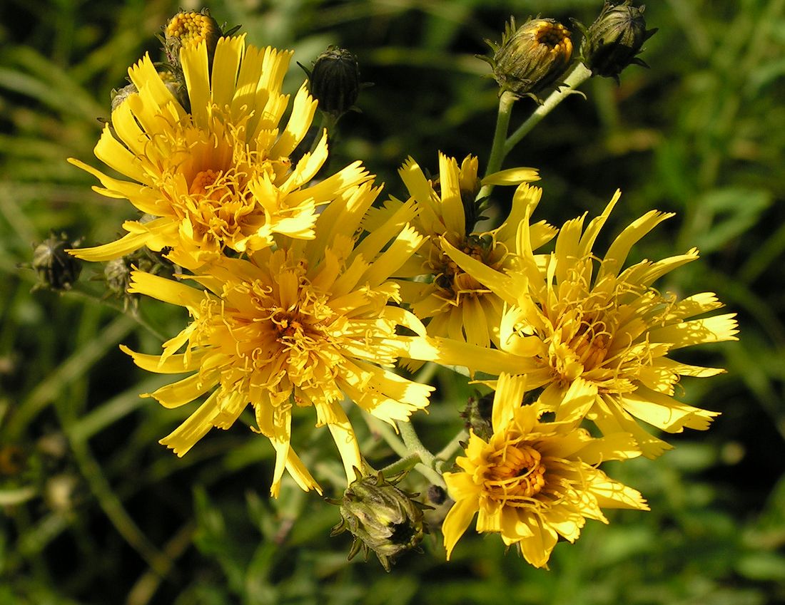 Изображение особи Hieracium umbellatum.