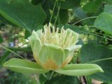 Liriodendron tulipifera. Цветок. Украина, г. Запорожье, Запорожский детский ботанический сад. 15.06.2008.