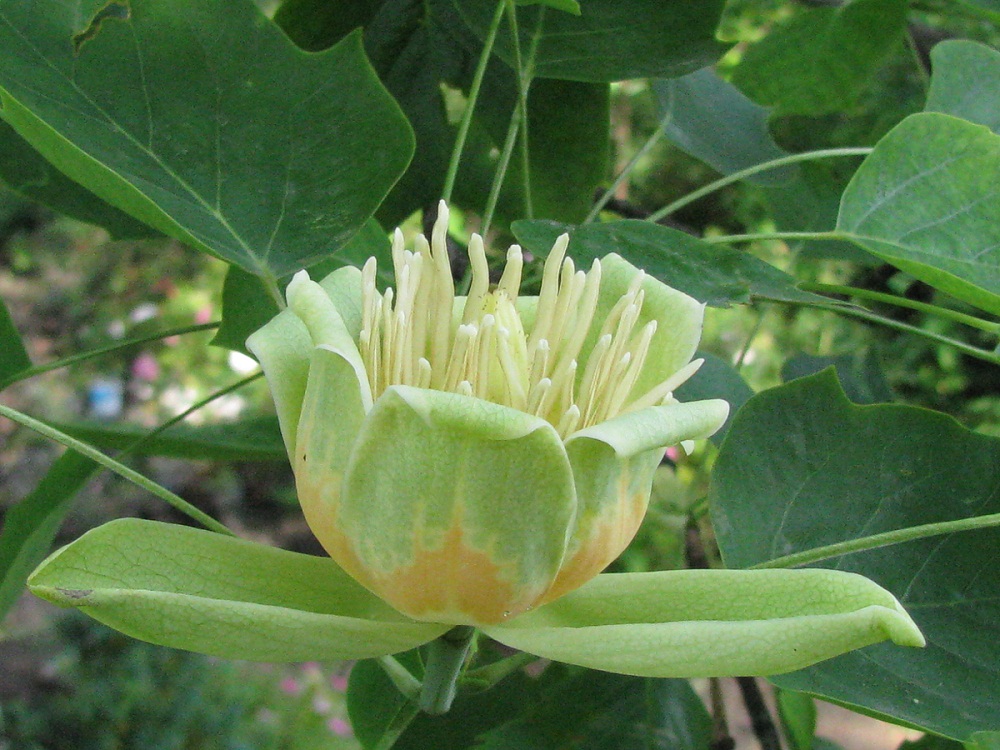 Изображение особи Liriodendron tulipifera.