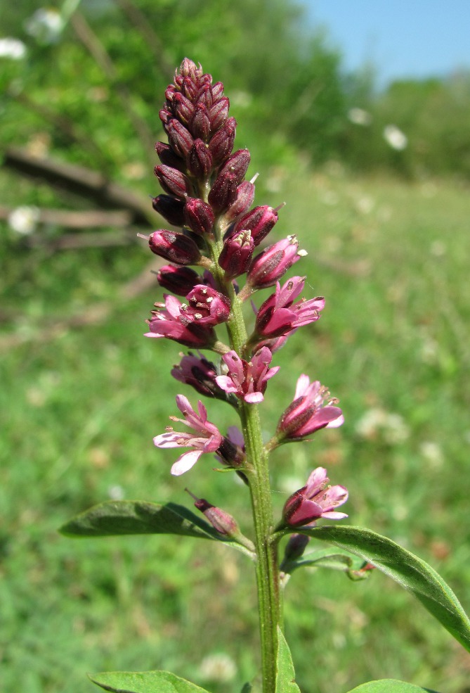 Изображение особи Lysimachia dubia.