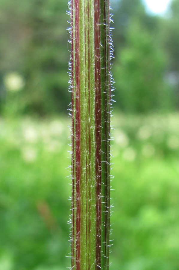 Image of Cirsium &times; hybridum specimen.