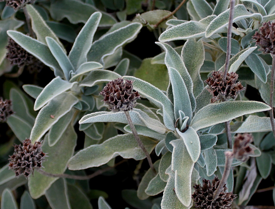 Изображение особи Phlomis fruticosa.