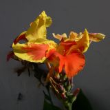 genus Canna. Соцветие. Португалия, Лиссабон, газон. 15.07.2012.