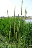 Hordeum bulbosum. Верхушки стеблей с соцветиями. Крым, Севастополь, побережье бух. Солёная. 22 мая 2012 г.