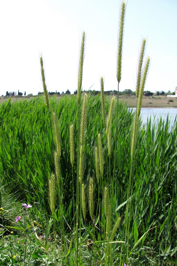 Изображение особи Hordeum bulbosum.