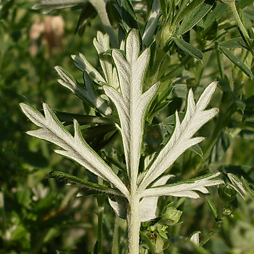 Image of Potentilla argentea specimen.