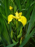 Iris pseudacorus