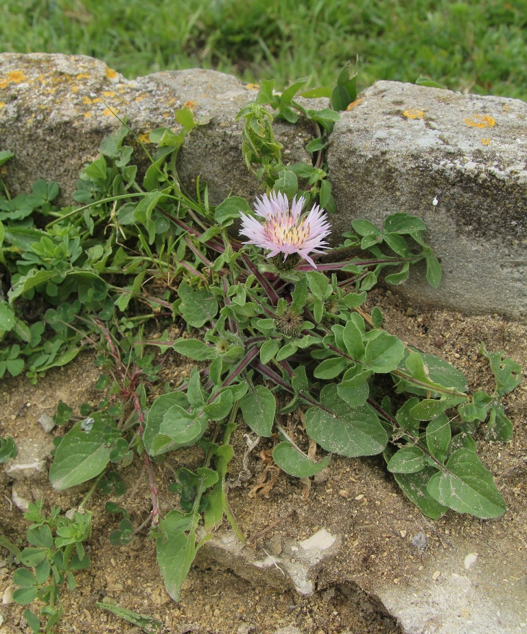 Image of Centaurea pullata specimen.