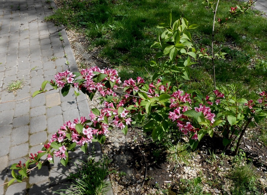 Изображение особи род Weigela.