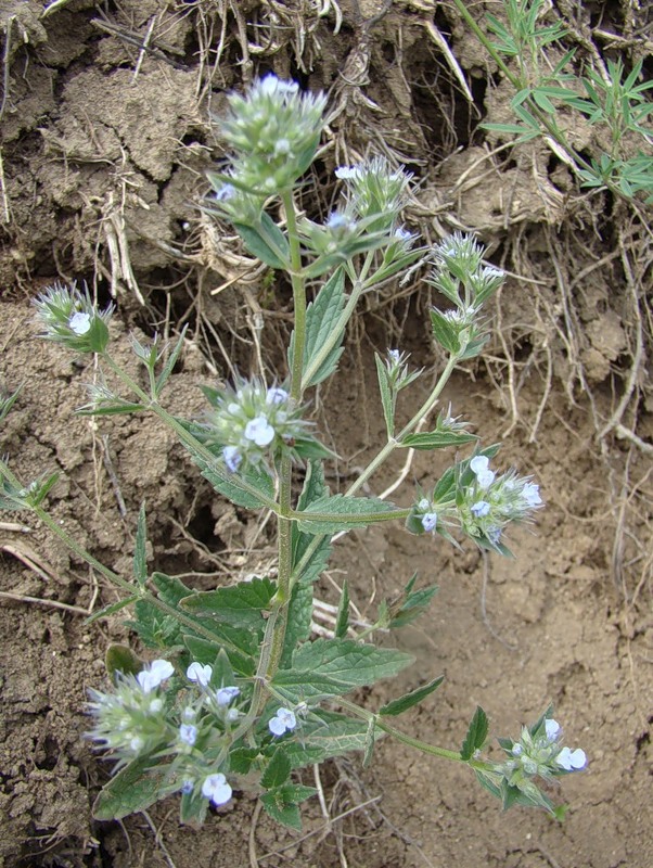 Image of Nepeta parviflora specimen.