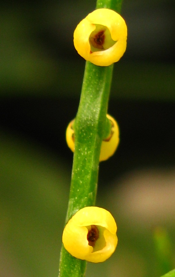 Image of familia Arecaceae specimen.
