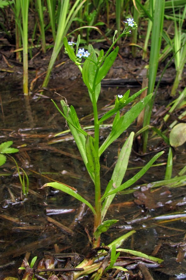 Изображение особи Myosotis cespitosa.