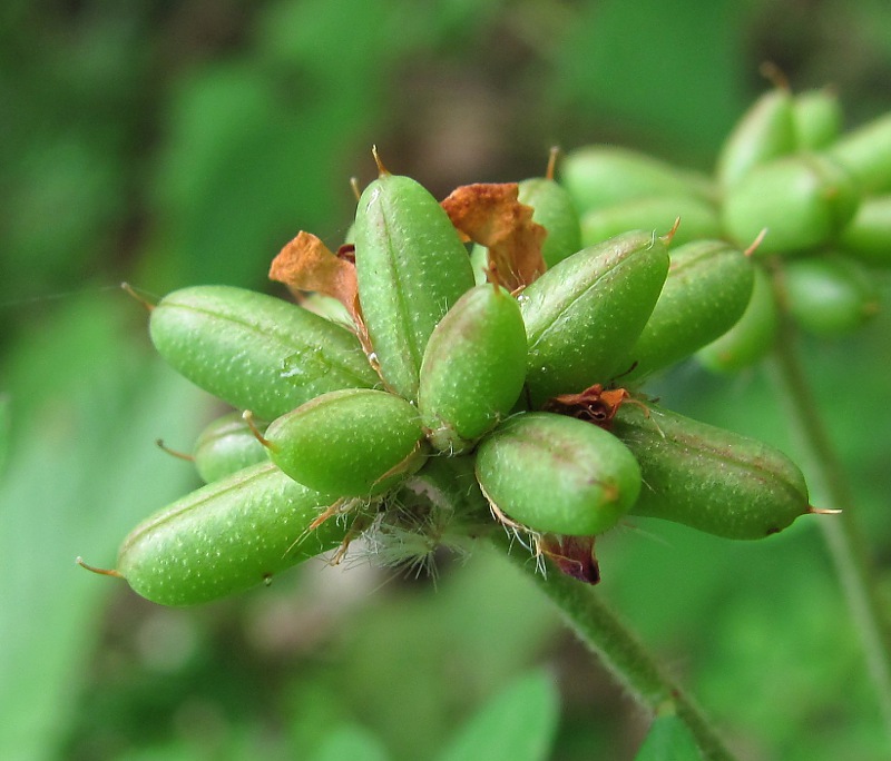 Изображение особи Dorycnium graecum.