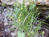 Carex flava. Плодоносящие растения. Крым, Ялта, ущелье Уч-кош. 06.06.2009.