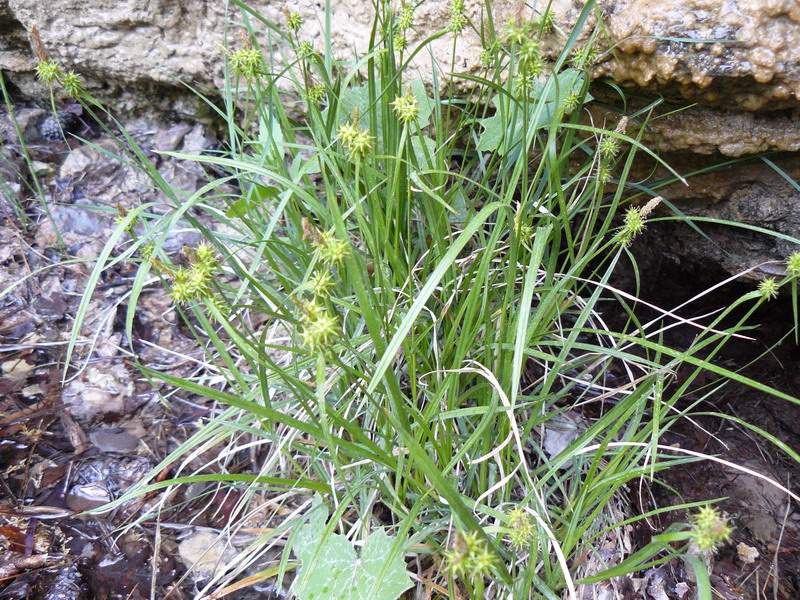 Image of Carex flava specimen.