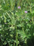 Geranium pusillum