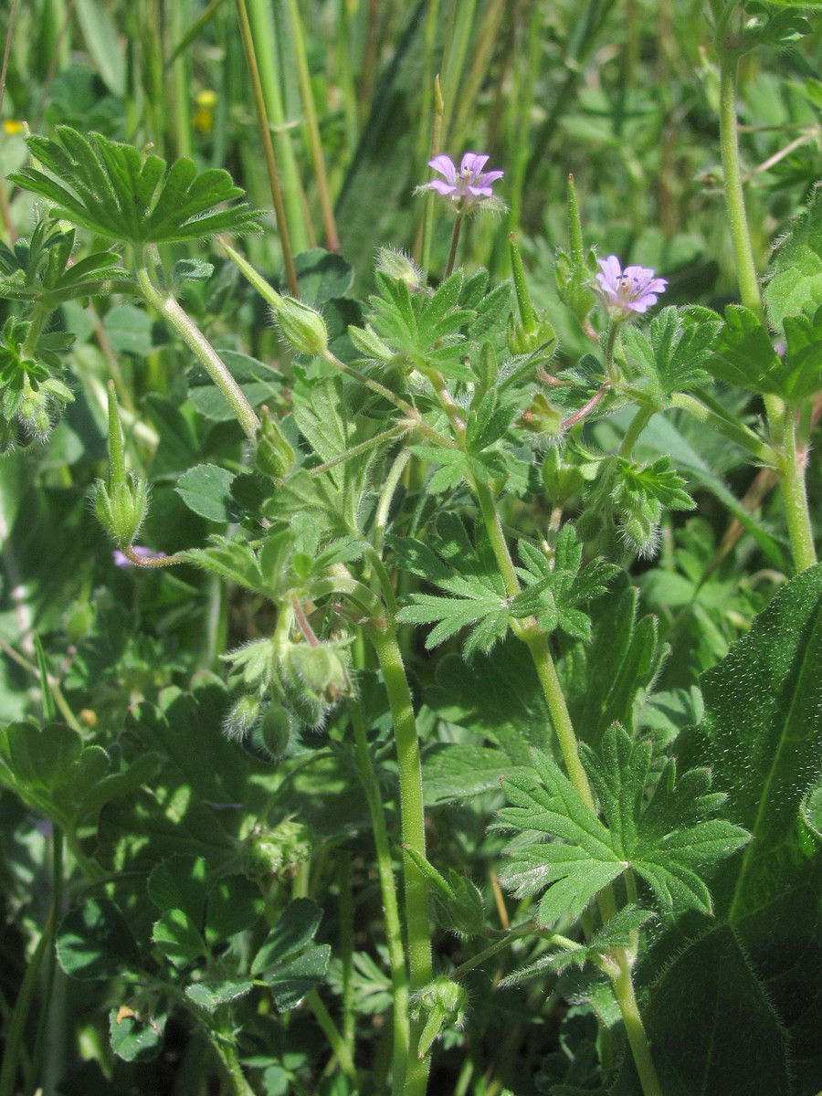 Изображение особи Geranium pusillum.