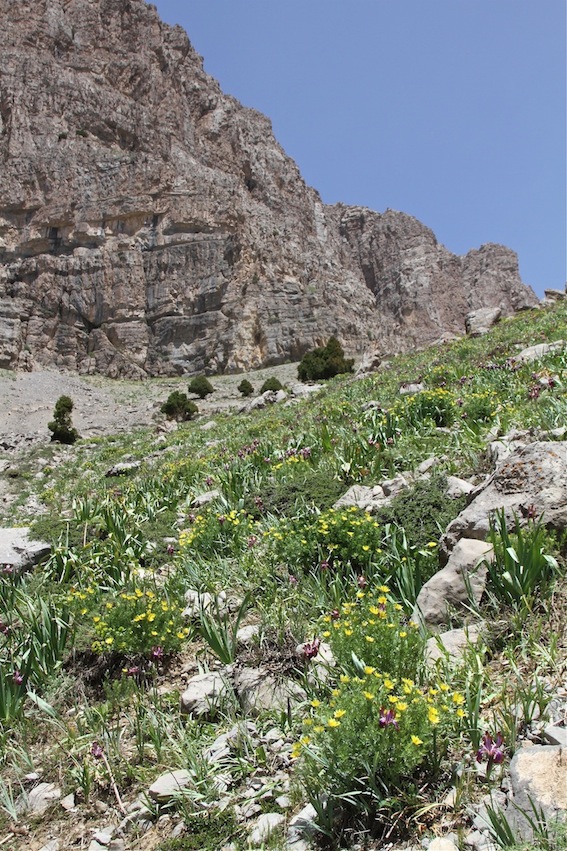 Image of Fritillaria olgae specimen.