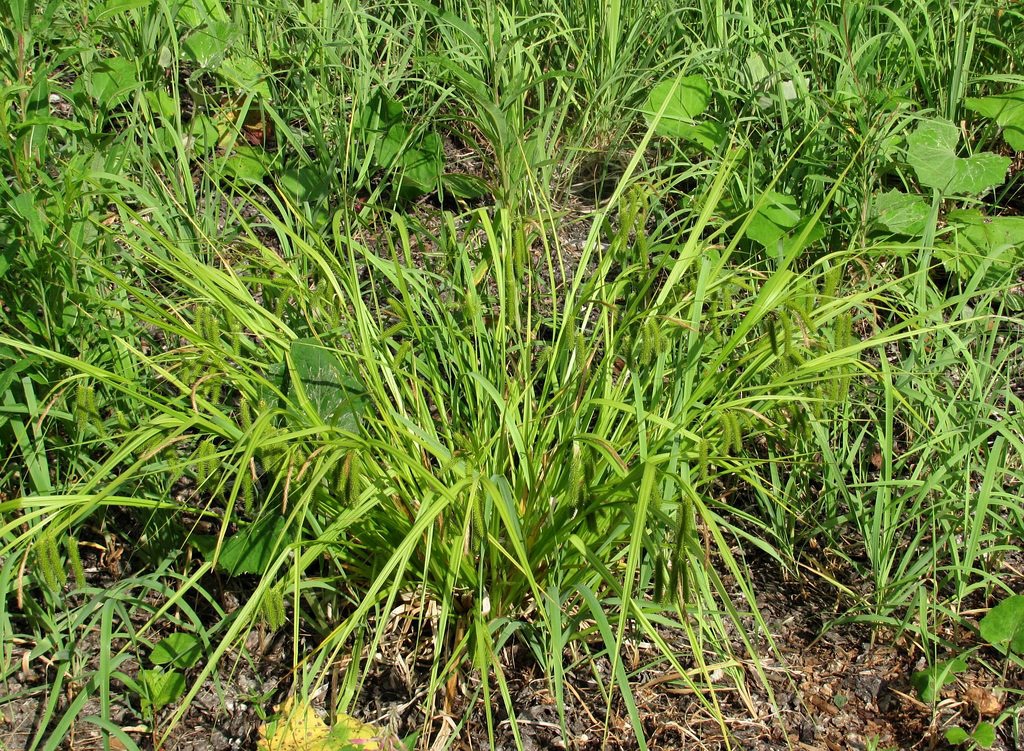 Изображение особи Carex pseudocyperus.