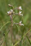 Epipactis palustris