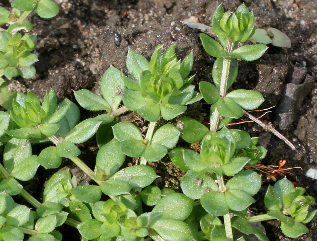 Image of Sherardia arvensis specimen.