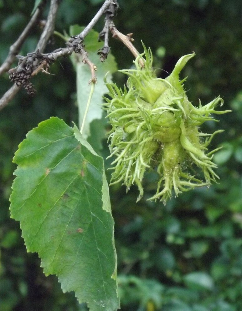 Изображение особи Corylus colurna.