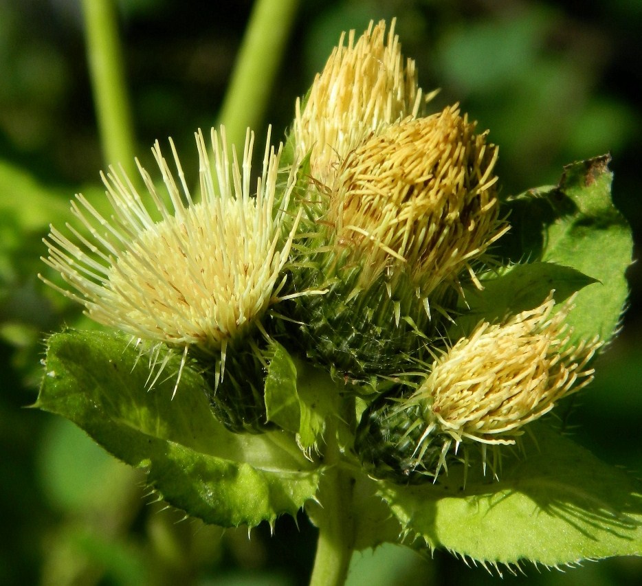 Image of Cirsium oleraceum specimen.