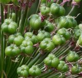 Allium aflatunense