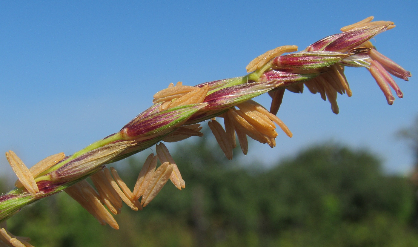 Image of Zea mays specimen.