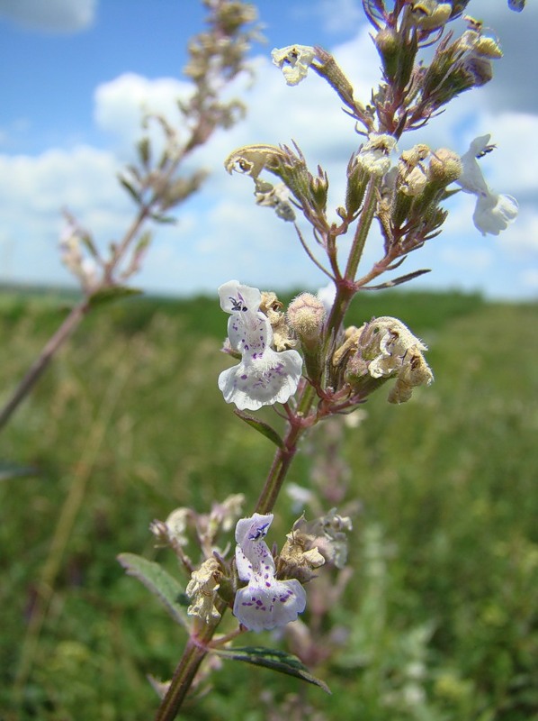 Изображение особи Nepeta nuda.