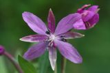 Chamaenerion latifolium. Цветок. Бурятия, Баунтовский эвенкийский район, окр. пос. Северный, долина р. Иннокан, обочина лесного дорожного пути. 21.07.2013.