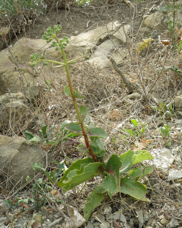 Image of Hylotelephium caucasicum specimen.