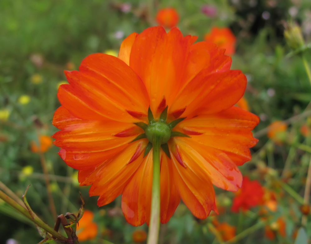 Image of Cosmos sulphureus specimen.