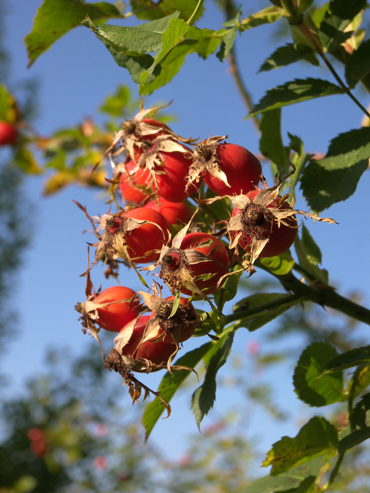 Image of Rosa corymbifera specimen.