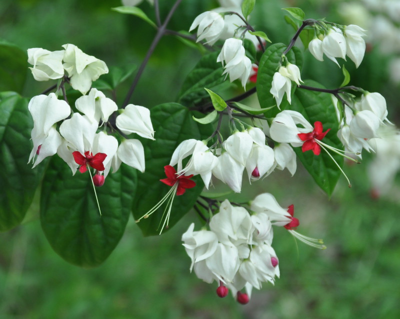 Изображение особи Clerodendrum thomsoniae.