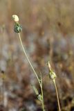Amberboa turanica. Цветоносы с отцветающими соцветиями. Южный Казахстан, восточная граница пустыни Кызылкум. 07.05.2013.